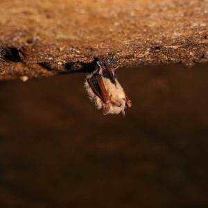 bat on cave ceiling